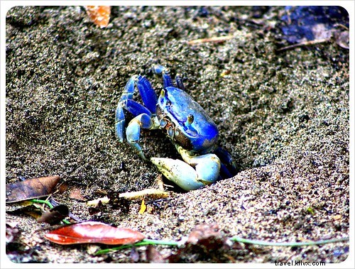 Costa Rica s Unrivaled Wildlife: Stunning Photos and Top 6 Viewing Spots