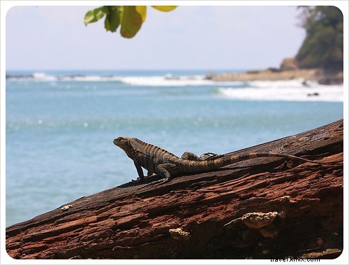 Costa Rica s Unrivaled Wildlife: Stunning Photos and Top 6 Viewing Spots