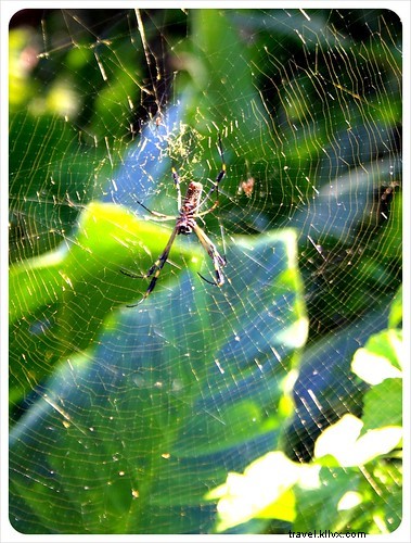 Costa Rica s Unrivaled Wildlife: Stunning Photos and Top 6 Viewing Spots
