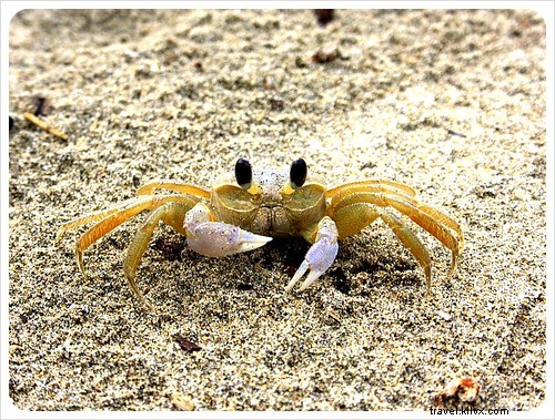 Costa Rica s Unrivaled Wildlife: Stunning Photos and Top 6 Viewing Spots