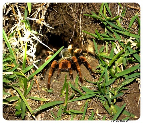 Costa Rica s Unrivaled Wildlife: Stunning Photos and Top 6 Viewing Spots