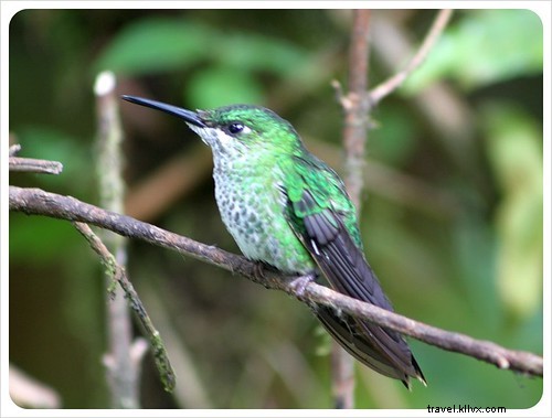 Costa Rica s Unrivaled Wildlife: Stunning Photos and Top 6 Viewing Spots