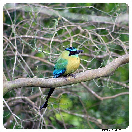 Costa Rica s Unrivaled Wildlife: Stunning Photos and Top 6 Viewing Spots