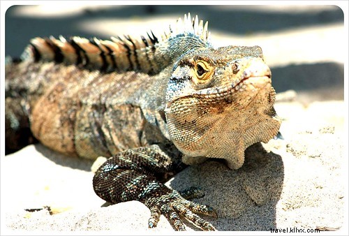 Costa Rica s Unrivaled Wildlife: Stunning Photos and Top 6 Viewing Spots