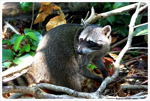 Costa Rica s Unrivaled Wildlife: Stunning Photos and Top 6 Viewing Spots