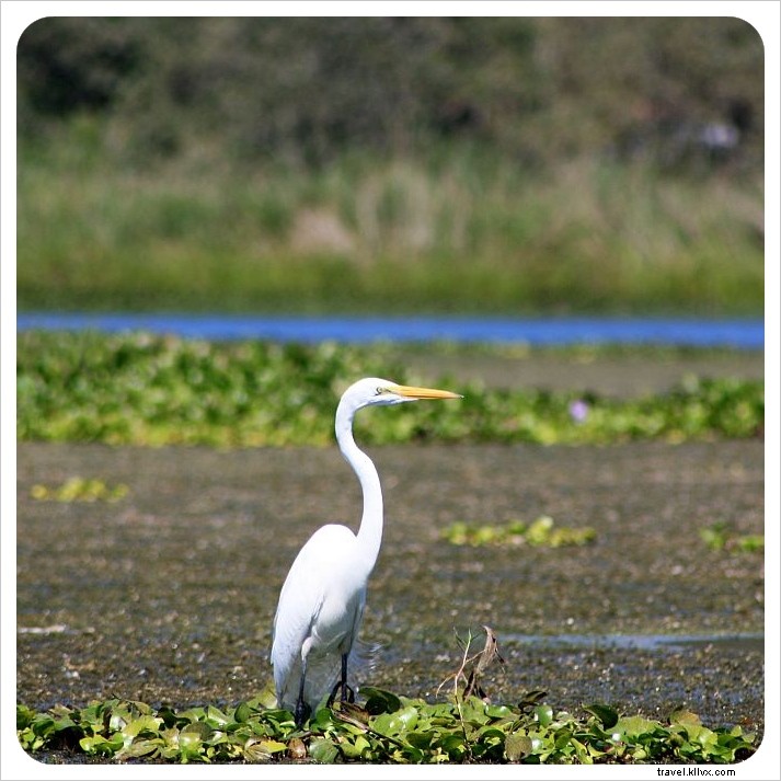 El Cortijo del Lago: Serene Lakeside Retreat at Lake Yojoa, Honduras – Hotel Tip of the Week