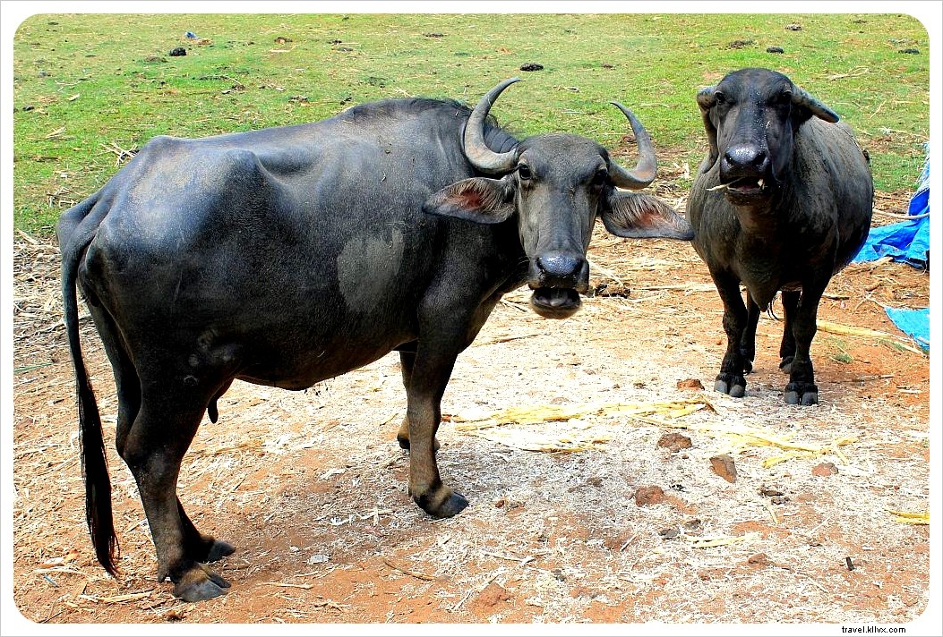 First Impressions of Cambodia: Surprising Fun Facts and Traveler Observations