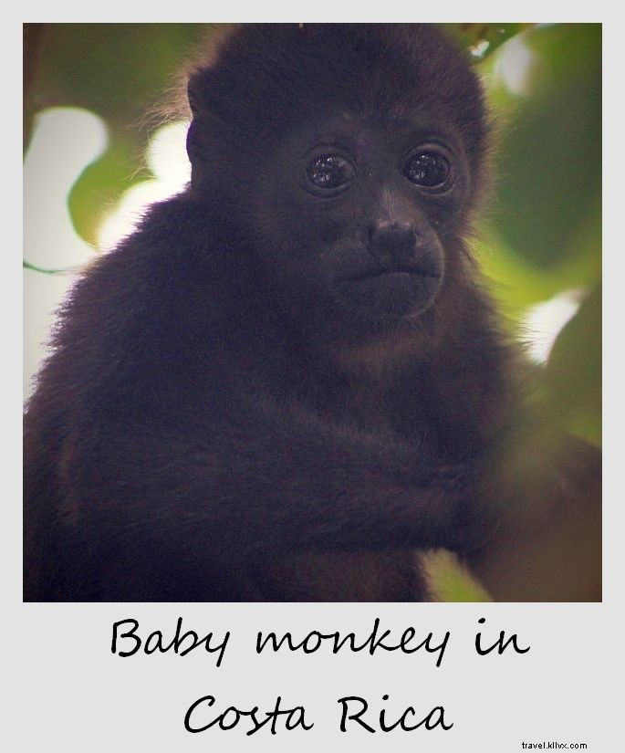 Polaroid of the Week: Adorable Baby Monkey in Our Costa Rican Backyard