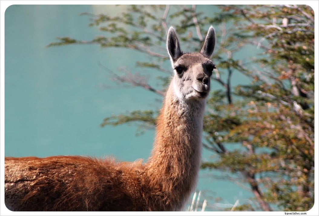 Torres del Paine Day Tour: Discover Patagonia s Icons Without the Multi-Day Trek