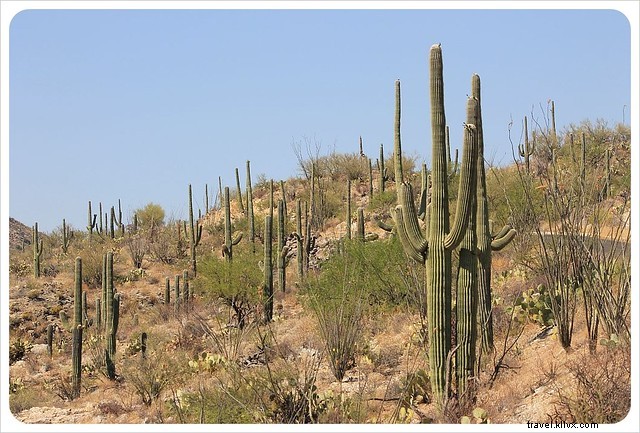 Captivating Photo Essay: Majestic Saguaros of Southern Arizona s Sonoran Desert