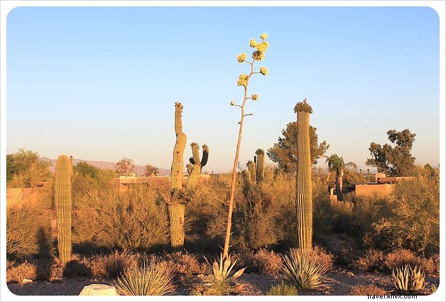 Captivating Photo Essay: Majestic Saguaros of Southern Arizona s Sonoran Desert