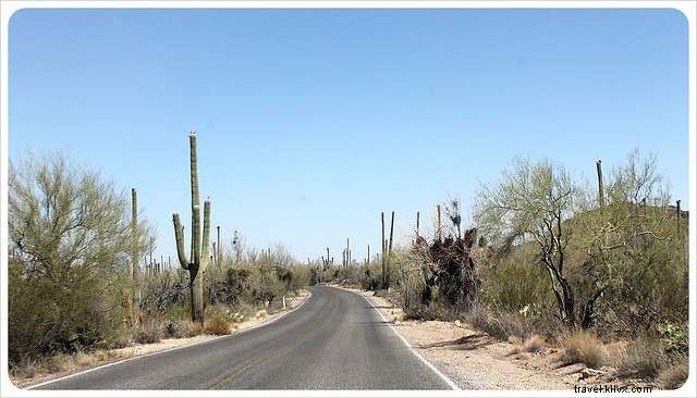 Captivating Photo Essay: Majestic Saguaros of Southern Arizona s Sonoran Desert
