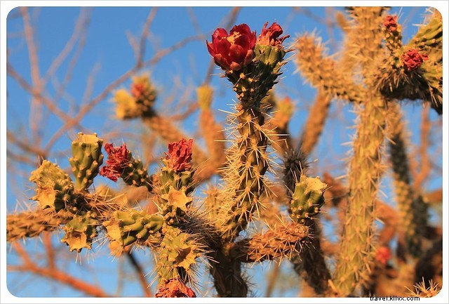 Captivating Photo Essay: Majestic Saguaros of Southern Arizona s Sonoran Desert