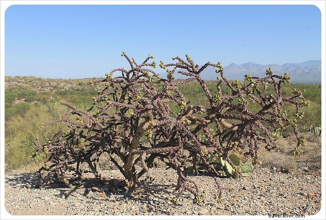Captivating Photo Essay: Majestic Saguaros of Southern Arizona s Sonoran Desert