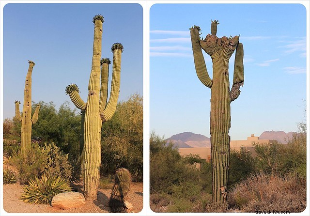 Captivating Photo Essay: Majestic Saguaros of Southern Arizona s Sonoran Desert