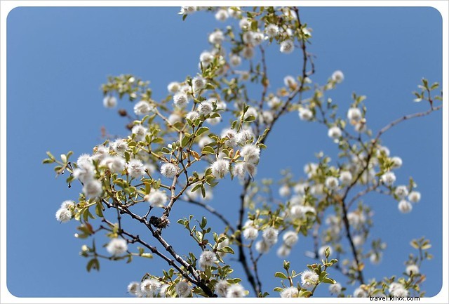 Captivating Photo Essay: Majestic Saguaros of Southern Arizona s Sonoran Desert