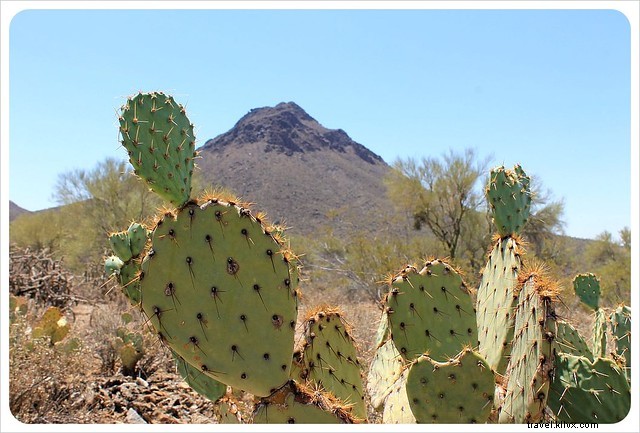 Captivating Photo Essay: Majestic Saguaros of Southern Arizona s Sonoran Desert