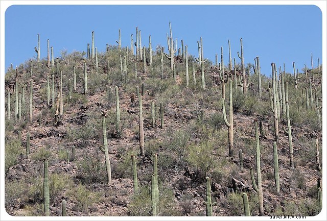 Captivating Photo Essay: Majestic Saguaros of Southern Arizona s Sonoran Desert