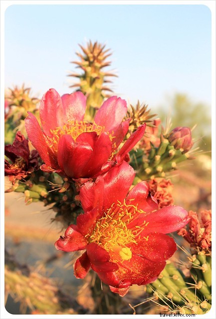 Captivating Photo Essay: Majestic Saguaros of Southern Arizona s Sonoran Desert