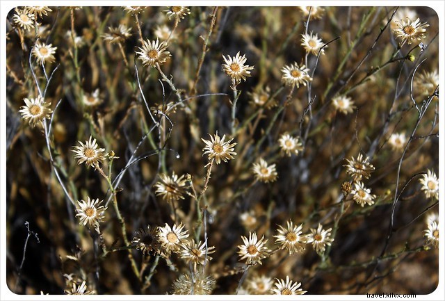 Captivating Photo Essay: Majestic Saguaros of Southern Arizona s Sonoran Desert