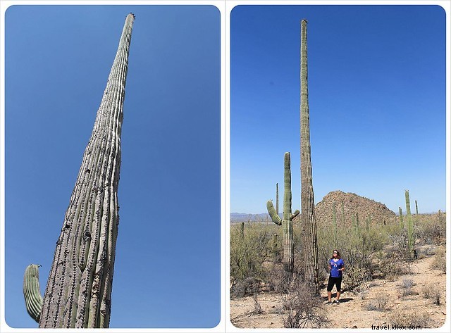 Captivating Photo Essay: Majestic Saguaros of Southern Arizona s Sonoran Desert