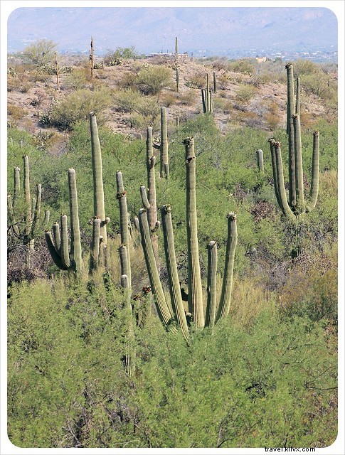 Captivating Photo Essay: Majestic Saguaros of Southern Arizona s Sonoran Desert
