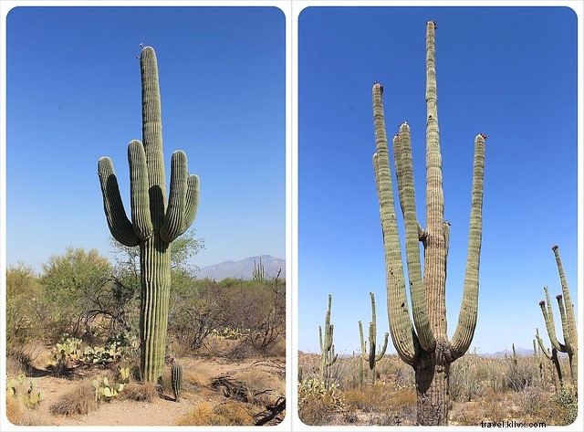 Captivating Photo Essay: Majestic Saguaros of Southern Arizona s Sonoran Desert