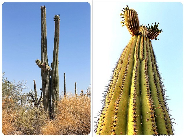 Captivating Photo Essay: Majestic Saguaros of Southern Arizona s Sonoran Desert