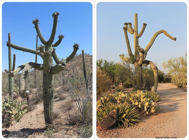 Captivating Photo Essay: Majestic Saguaros of Southern Arizona s Sonoran Desert