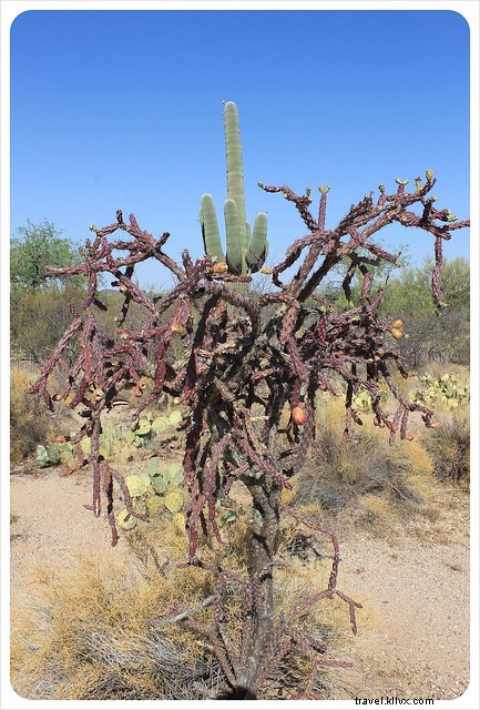 Captivating Photo Essay: Majestic Saguaros of Southern Arizona s Sonoran Desert