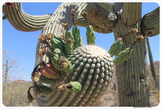 Captivating Photo Essay: Majestic Saguaros of Southern Arizona s Sonoran Desert