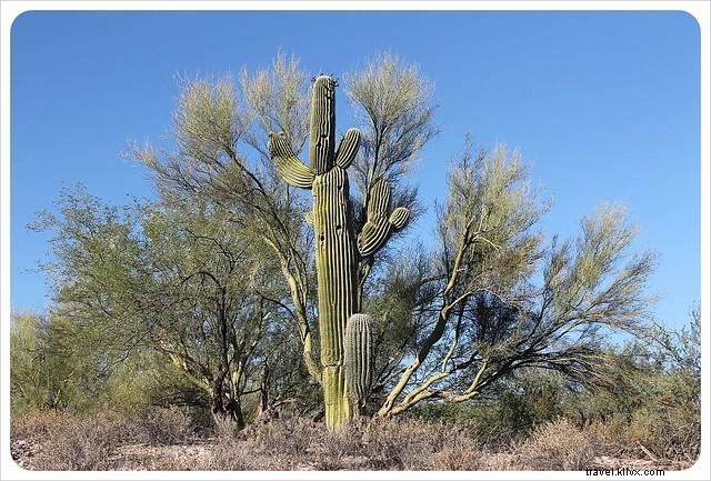 Captivating Photo Essay: Majestic Saguaros of Southern Arizona s Sonoran Desert