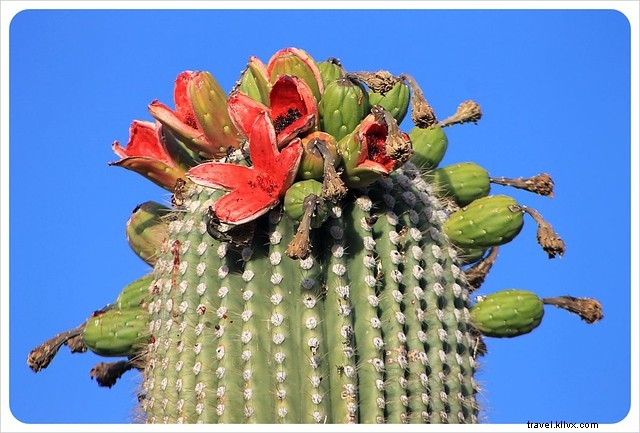 Captivating Photo Essay: Majestic Saguaros of Southern Arizona s Sonoran Desert