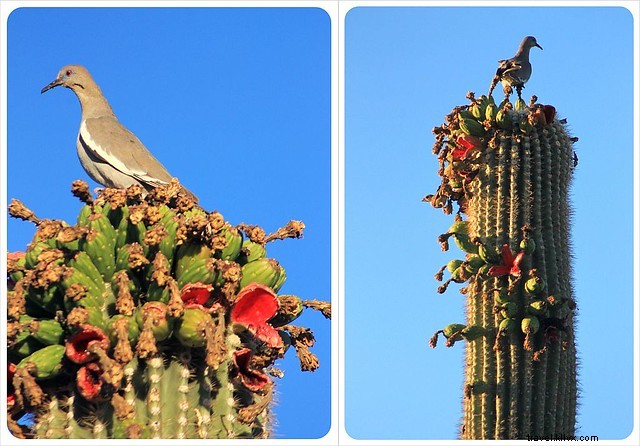 Captivating Photo Essay: Majestic Saguaros of Southern Arizona s Sonoran Desert