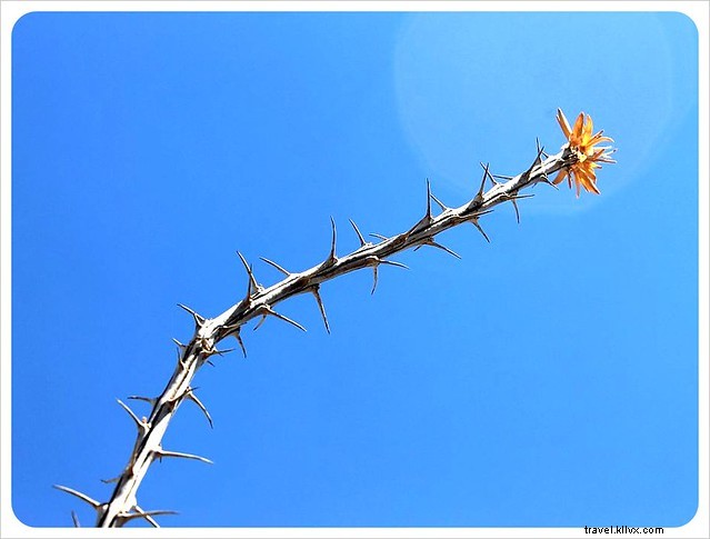 Captivating Photo Essay: Majestic Saguaros of Southern Arizona s Sonoran Desert