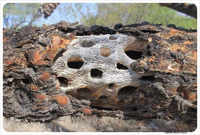 Captivating Photo Essay: Majestic Saguaros of Southern Arizona s Sonoran Desert