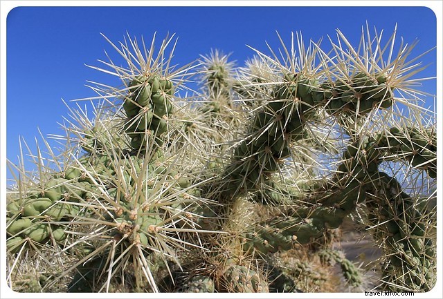 Captivating Photo Essay: Majestic Saguaros of Southern Arizona s Sonoran Desert