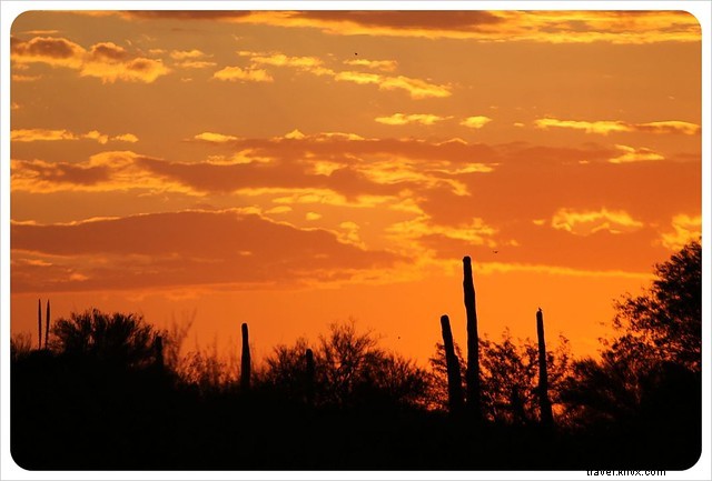 Captivating Photo Essay: Majestic Saguaros of Southern Arizona s Sonoran Desert