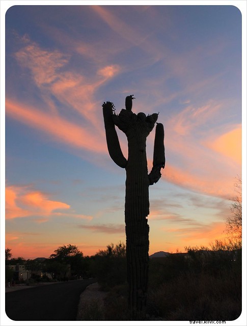 Captivating Photo Essay: Majestic Saguaros of Southern Arizona s Sonoran Desert