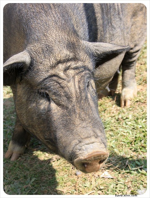 Bumpy Roads and Village Stops: Our Authentic Two-Day Bus Journey from Muang Sing to Nong Khiaw, Laos