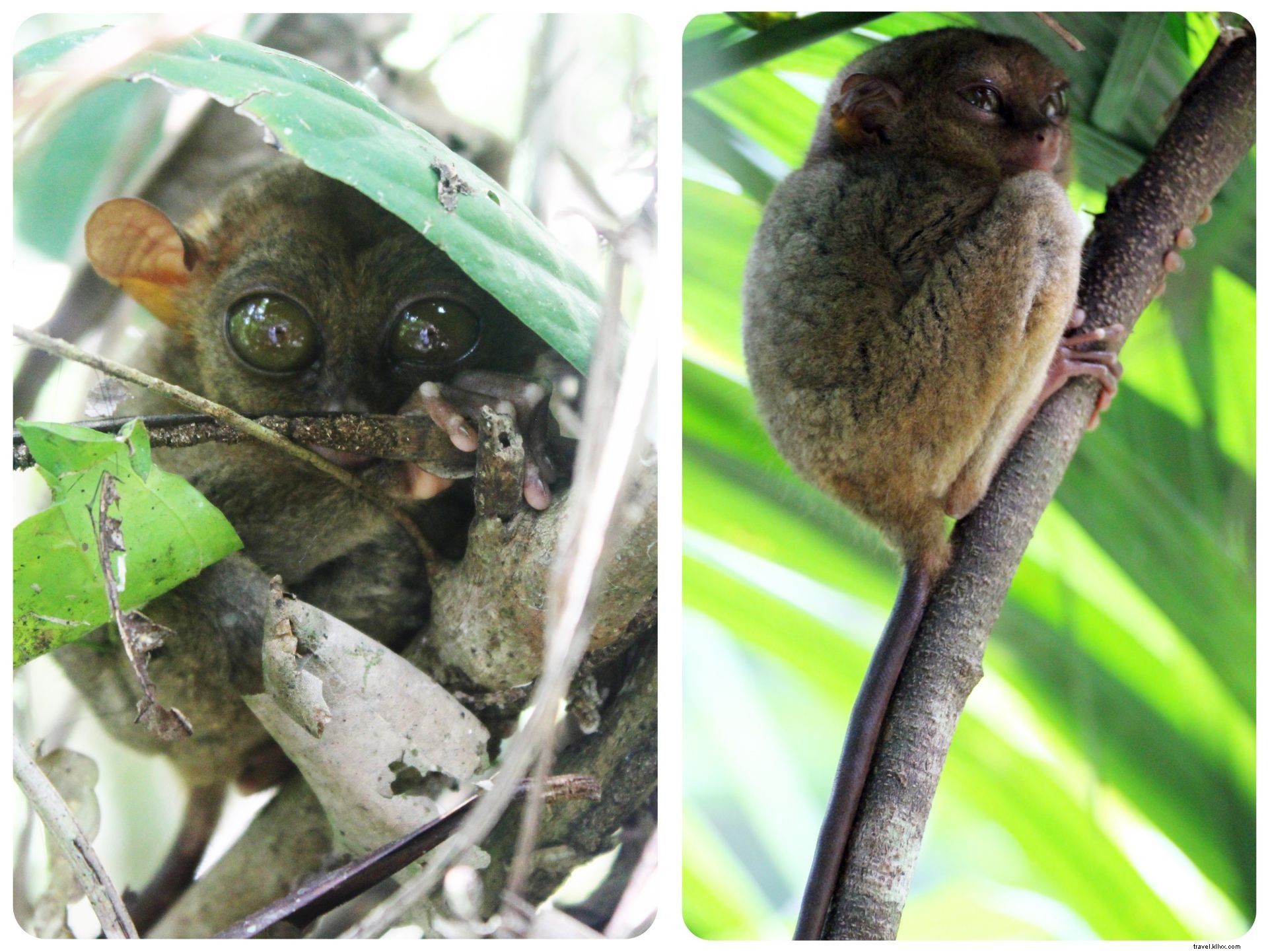 Discover Adorable Tarsiers and Iconic Chocolate Hills in Bohol, Philippines