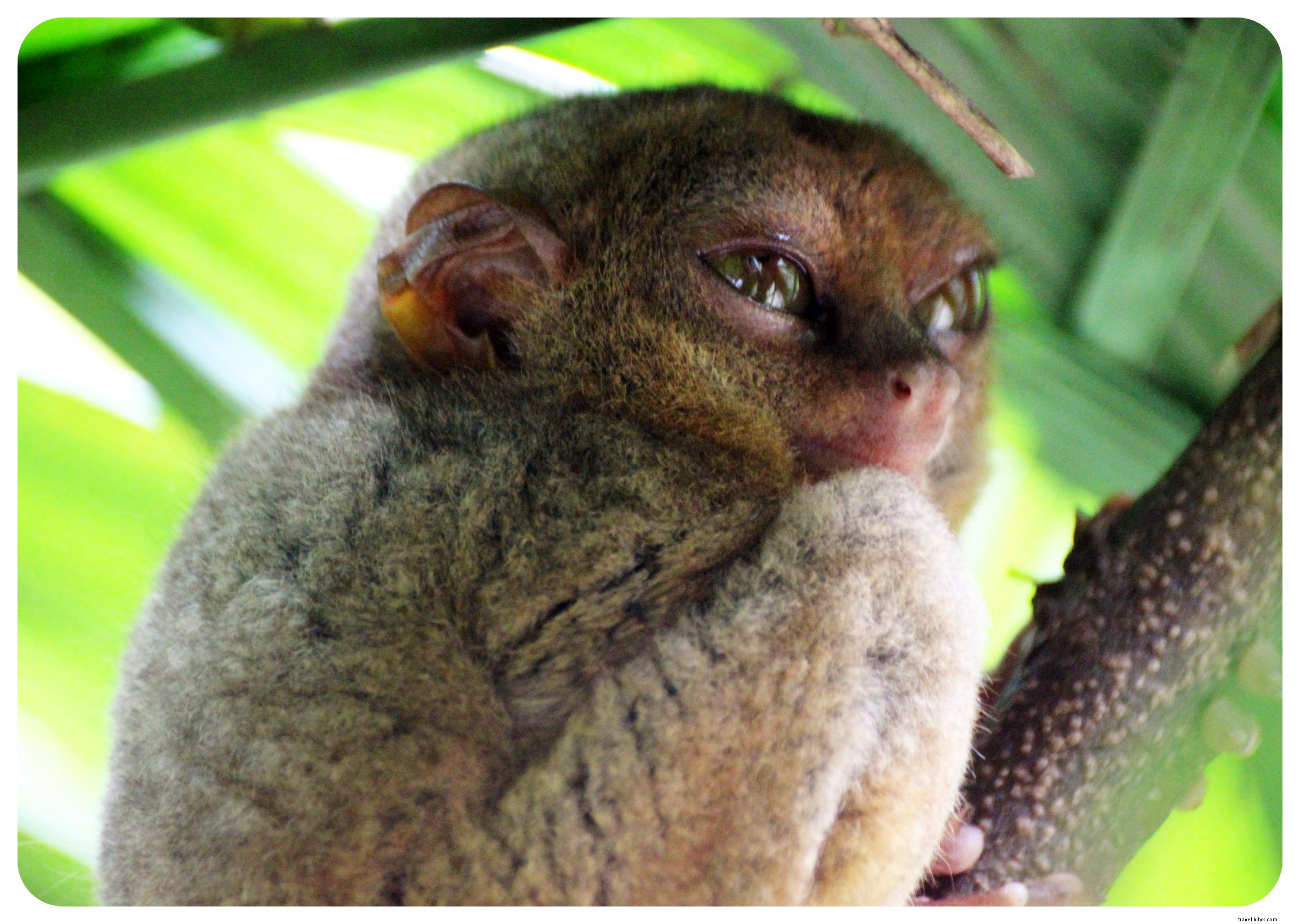Discover Adorable Tarsiers and Iconic Chocolate Hills in Bohol, Philippines