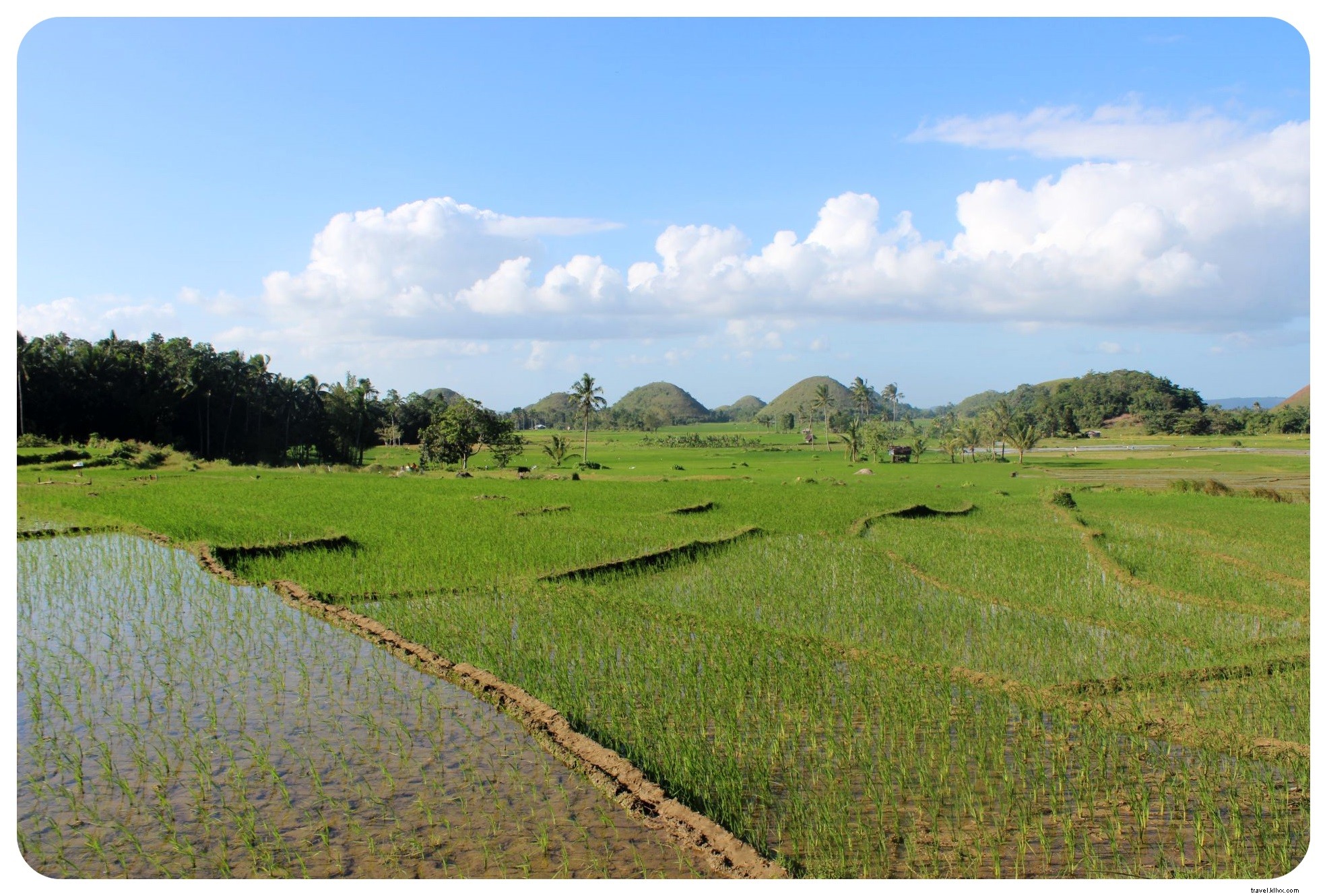 Discover Adorable Tarsiers and Iconic Chocolate Hills in Bohol, Philippines