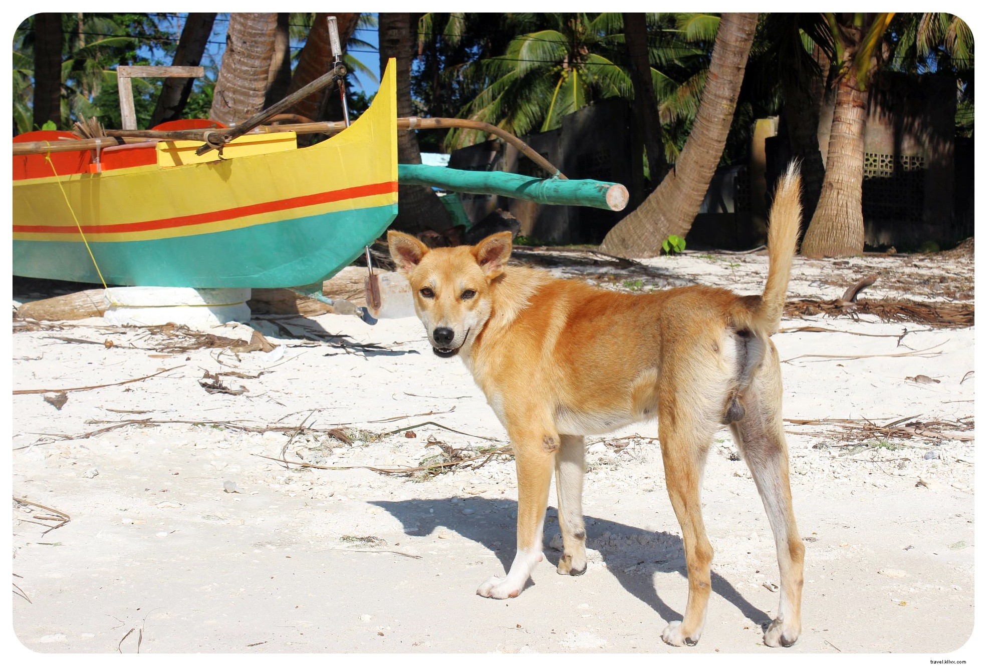 Discover the Mystical Charms of Siquijor: A Hidden Philippine Paradise