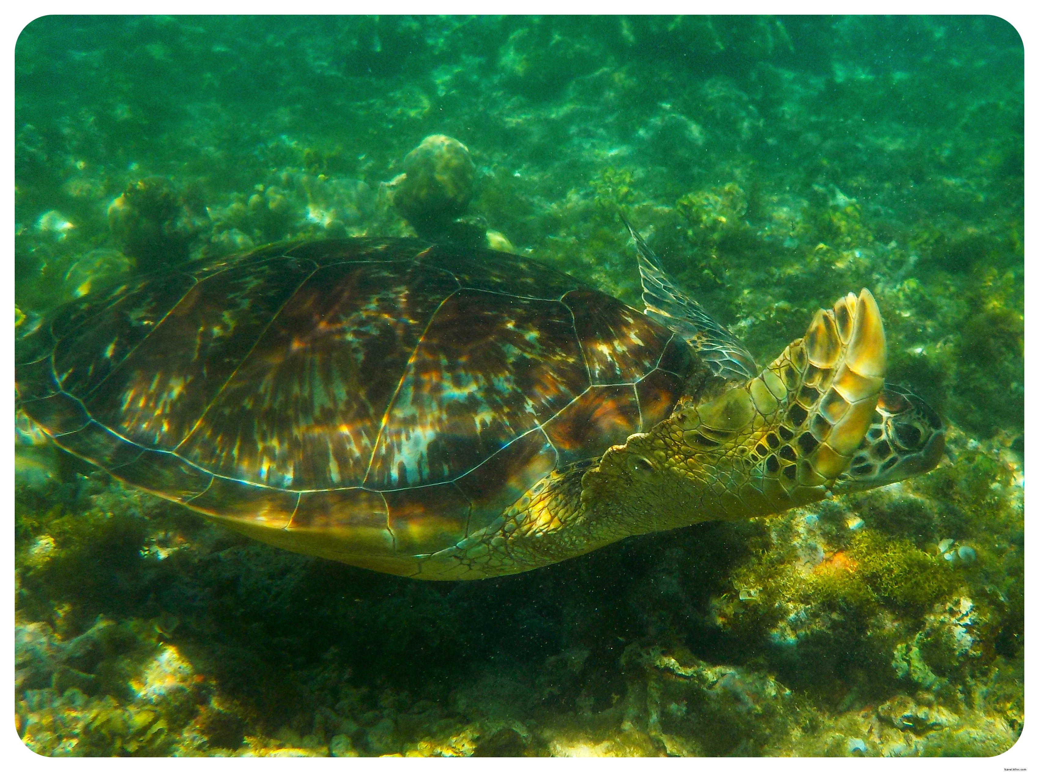 Snorkeling with Sea Turtles in Apo Island: An Unforgettable Day Trip from Dumaguete