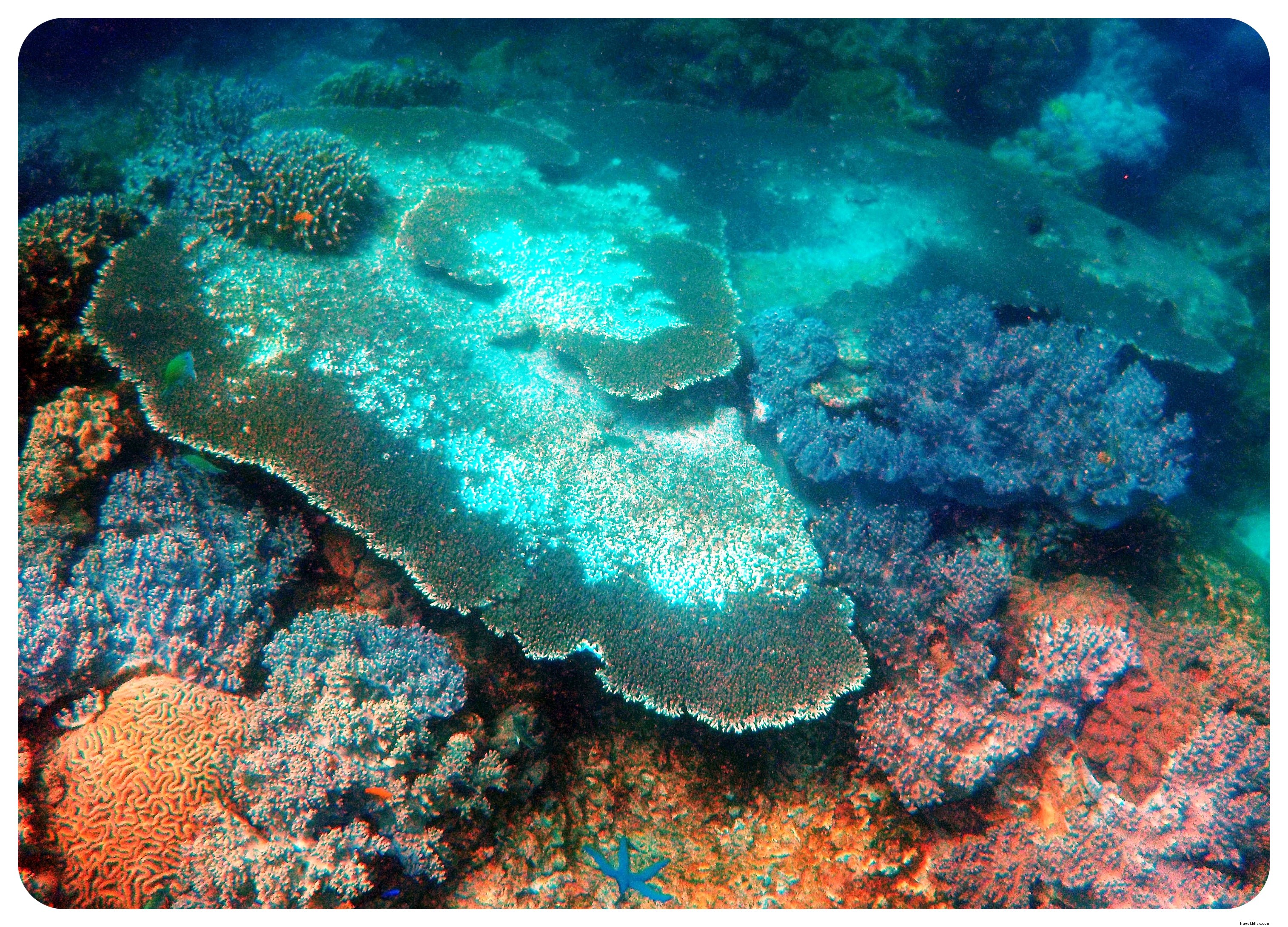 Snorkeling with Sea Turtles in Apo Island: An Unforgettable Day Trip from Dumaguete