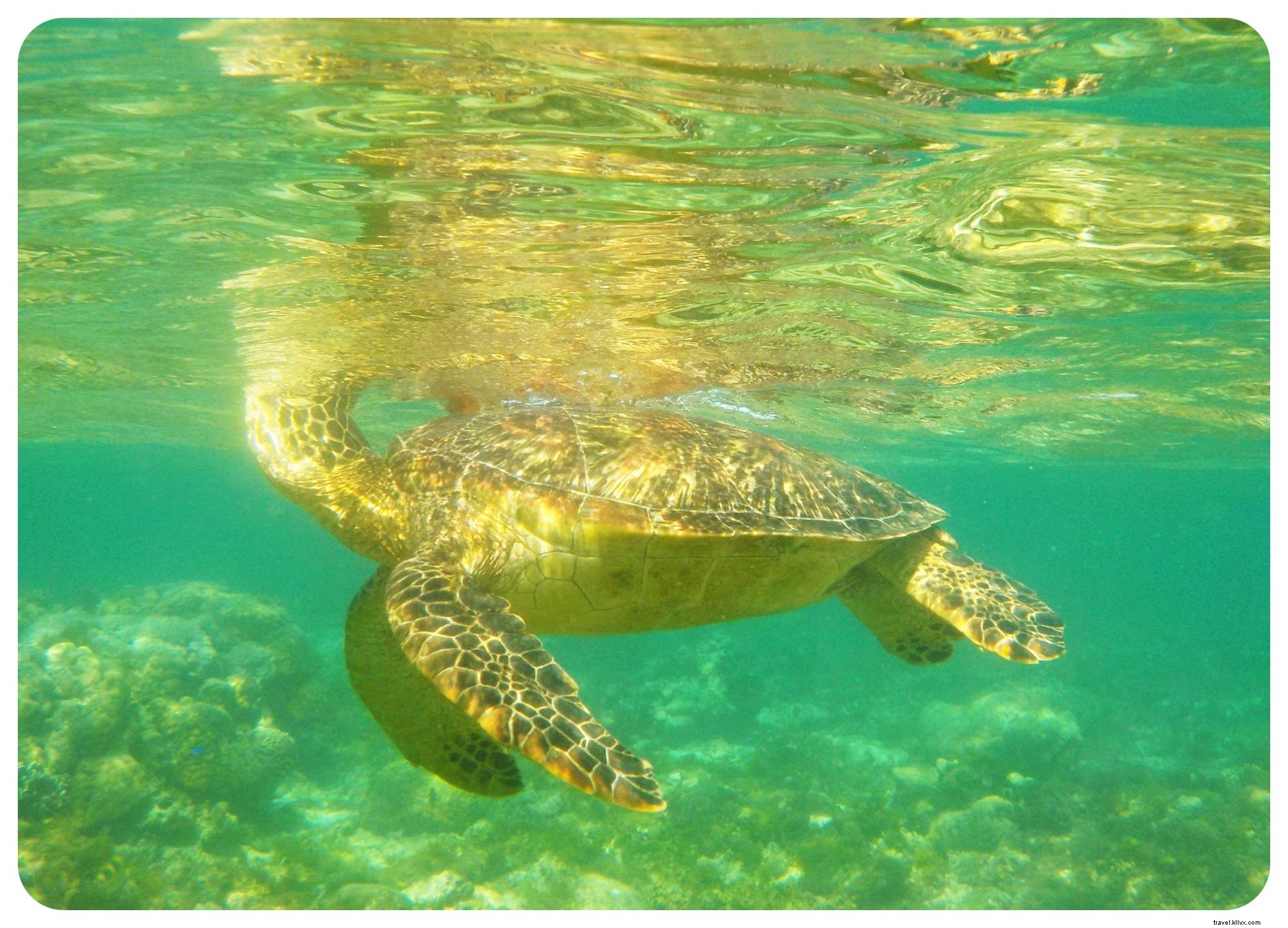 Snorkeling with Sea Turtles in Apo Island: An Unforgettable Day Trip from Dumaguete