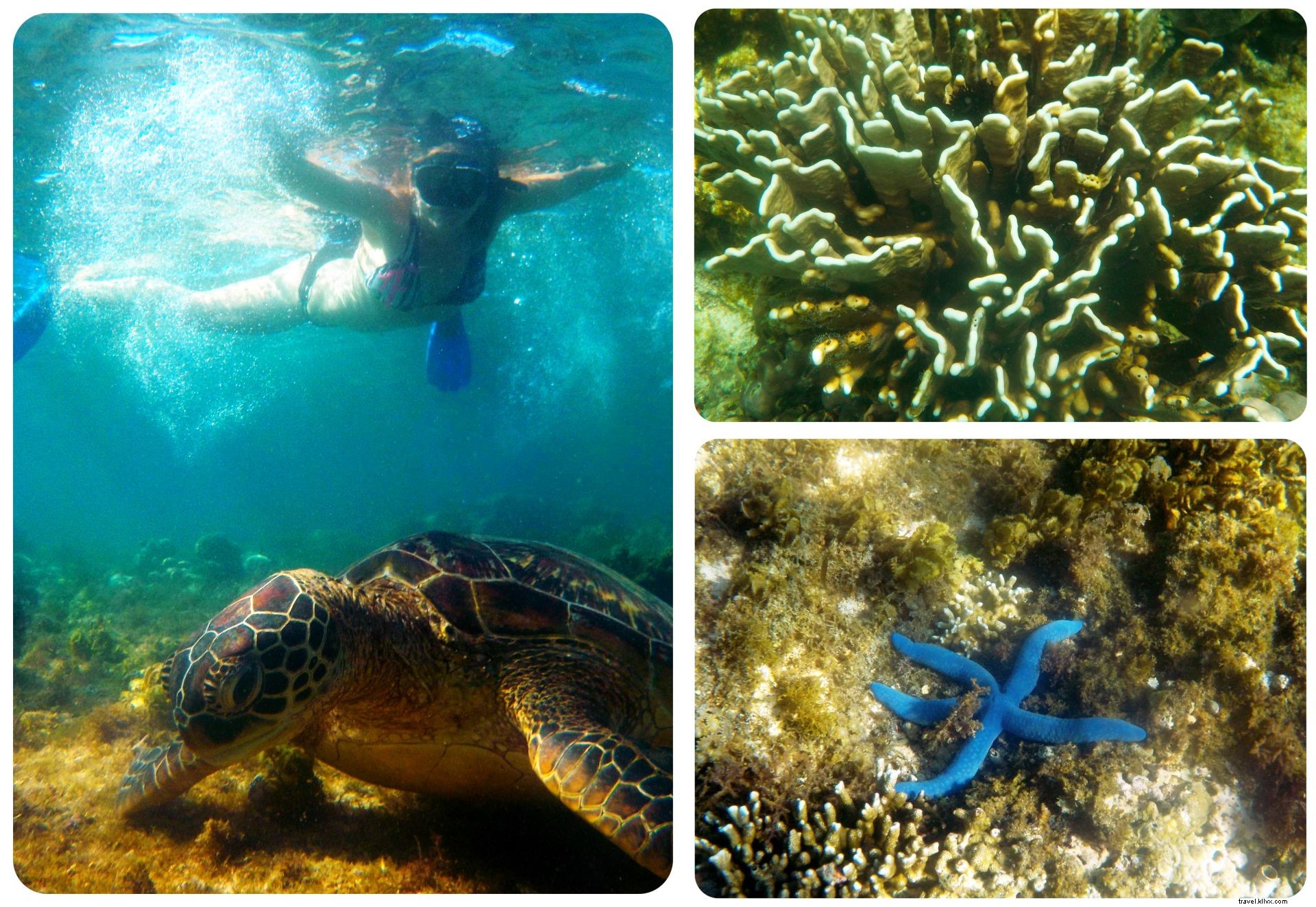 Snorkeling with Sea Turtles in Apo Island: An Unforgettable Day Trip from Dumaguete