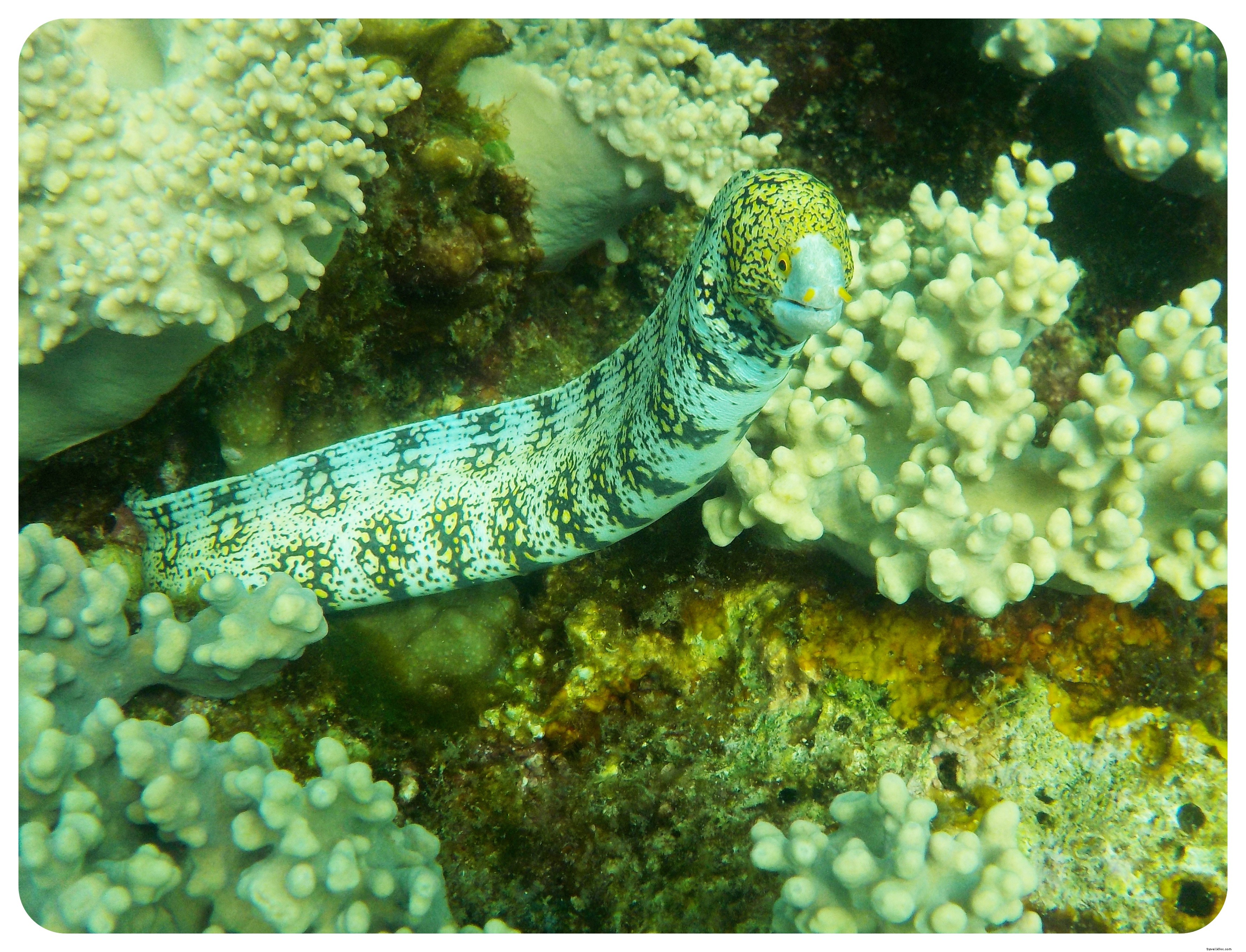 Snorkeling with Sea Turtles in Apo Island: An Unforgettable Day Trip from Dumaguete