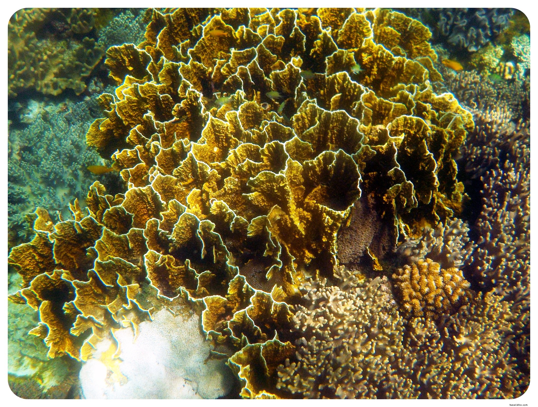 Snorkeling with Sea Turtles in Apo Island: An Unforgettable Day Trip from Dumaguete